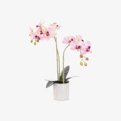 John Lewis Floralsilk Artificial Orchid in Cylinder Vase, Pink