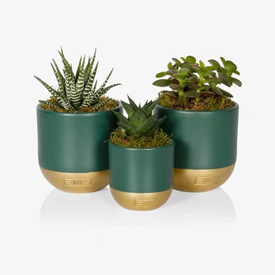 John Lewis The Little Botanical Christmas Succulent Trio Set