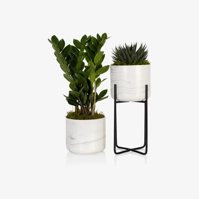John Lewis The Little Botanical Marble Plant Gang