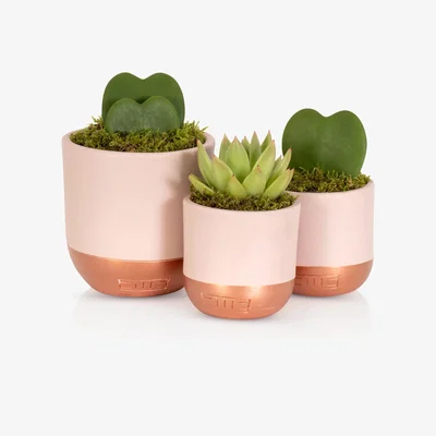 John Lewis The Little Botanical New Baby Plant Gift Set, Pink