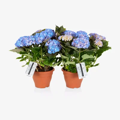 John Lewis The Little Botanical Hydrangea Bundle
