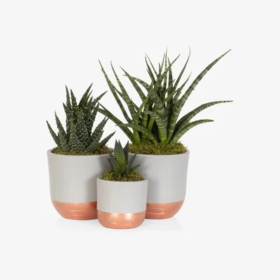John Lewis The Little Botanical Desk Buddy Plant Gang