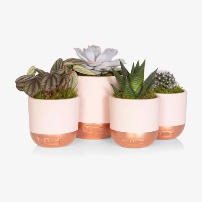 John Lewis The Little Botanical Pretty Pink Plant Gang