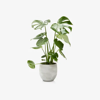 John Lewis The Little Botanical Monstera Ceramic