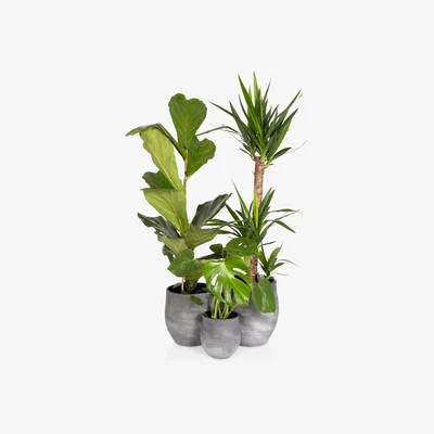 John Lewis The Little Botanical Big Spaces Plant Gang