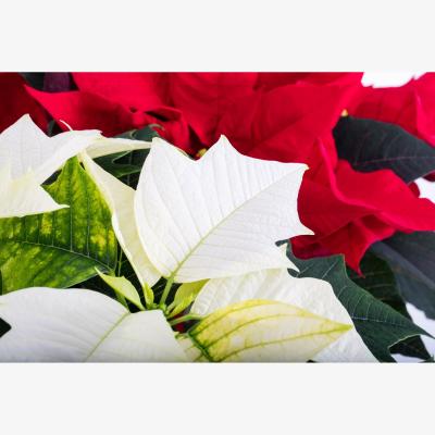 John Lewis The Little Botanical Poinsettia Duo Gift Set