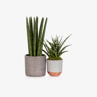 John Lewis The Little Botanical Sansevieria Duo Plant Set