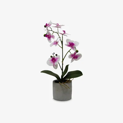 John Lewis John Lewis & Partners Artificial Orchid in Ceramic Pot