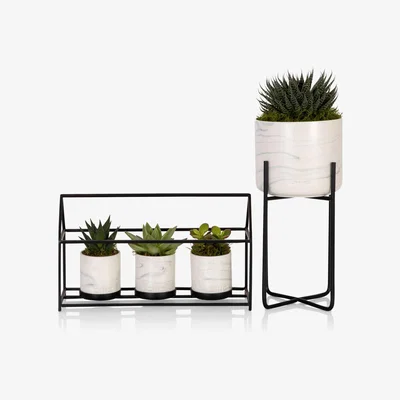 John Lewis The Little Botanical Succulent House Plant & Marble Planter