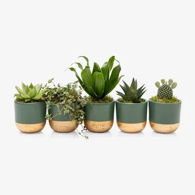 John Lewis The Little Botanical Christmas Succulent Plant Gift Set