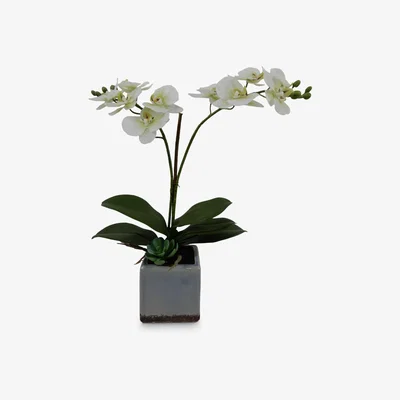 John Lewis John Lewis & Partners Artificial Orchid in Ceramic Planter