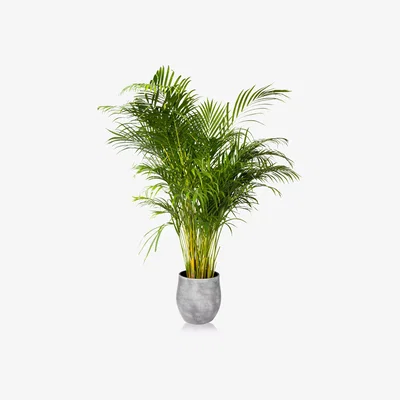 John Lewis The Little Botanical XL Areca Palm Ceramic Pot Plant
