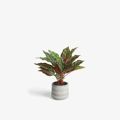John Lewis John Lewis & Partners Artificial Stromanthe Bush Plant
