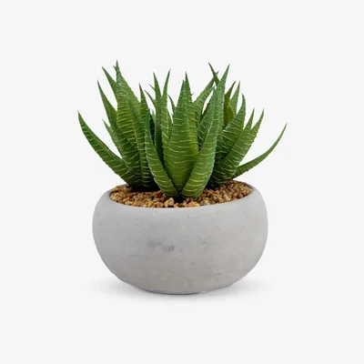 John Lewis John Lewis & Partners Artificial Aloe Vera in Cement Planter