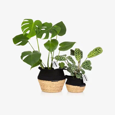 John Lewis The Little Botanical Jungle Greenery in Belly Baskets