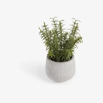 John Lewis John Lewis Artificial Rosemary Plant & Concrete Pot