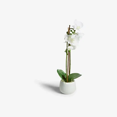 John Lewis John Lewis & Partners Artificial Large White Orchid