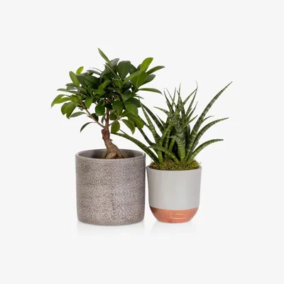 John Lewis The Little Botanical Zen Bonsai Set