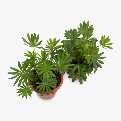 John Lewis The Little Botanical West Country Lupin Bundle