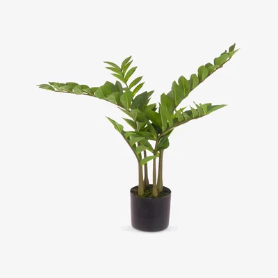John Lewis Floralsilk Artificial Zamiifolia Tree, H75cm, Green