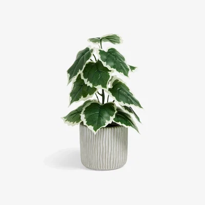 John Lewis John Lewis Artificial Variegated Fig Plant in Cement Pot, Green/Grey
