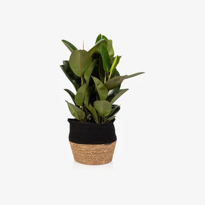 John Lewis The Little Botanical Extra Large Ficus Elastica Plant & Basket