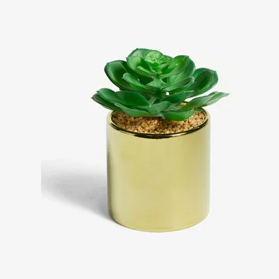 John Lewis John Lewis & Partners Artificial Low Leaved Succulent