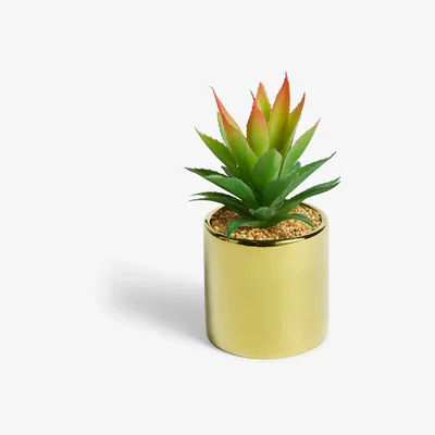 John Lewis John Lewis & Partners Artificial Tall Spiky Succulent