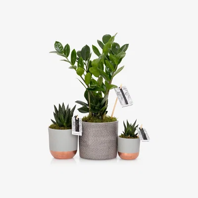 John Lewis The Little Botanical Beginners Plant Gang