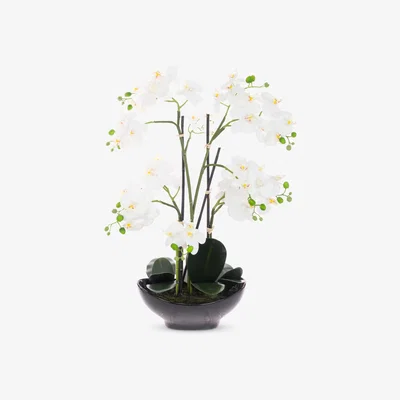 John Lewis Floralsilk Artificial White Orchid in Black Pot