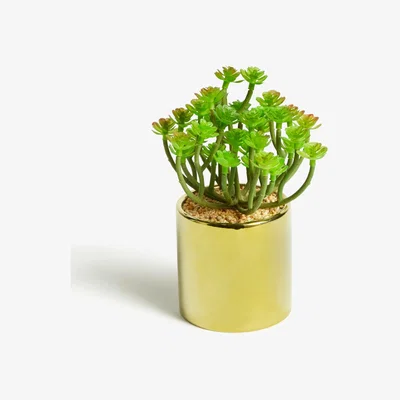 John Lewis John Lewis & Partners Artificial Succulent