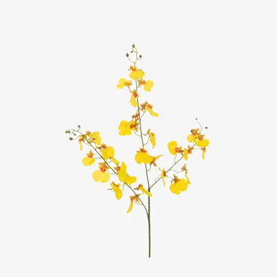 John Lewis Floralsilk Artificial Oncidium Orchid Spray, 98cm, Yellow