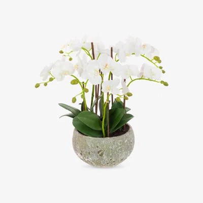 John Lewis Floralsilk Artificial White Orchid in Clay Pot, 47 cm