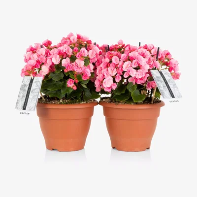 John Lewis The Little Botanical Betulia Plant Bundle, Light Pink