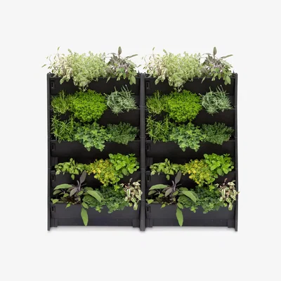 John Lewis The Little Botanical 40 Herbs Outdoor Living Wall