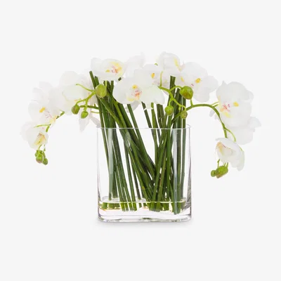 John Lewis Floralsilk Artificial Contemporary Phalaenopsis Orchid in Glass Vase, 30 cm