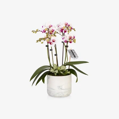 John Lewis The Little Botanical Marble Orchid & Greenery Planter