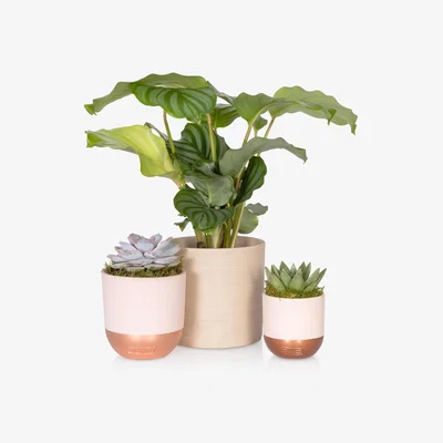 John Lewis The Little Botanical Calathea & Succulent Plants