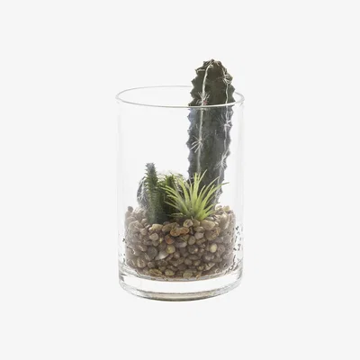 La Redoute 18cm Cactus Garden In Glass Jar