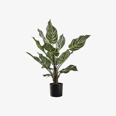 La Redoute 63cm Artificial Calathea Plant