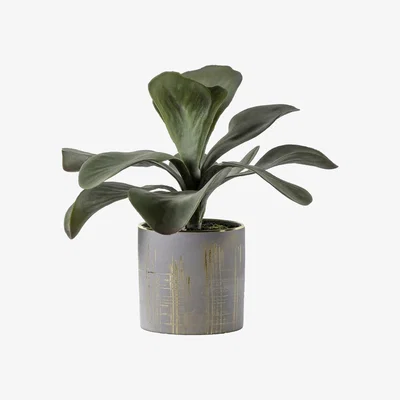 La Redoute Artificial Kalanchoe With Ceramic Pot