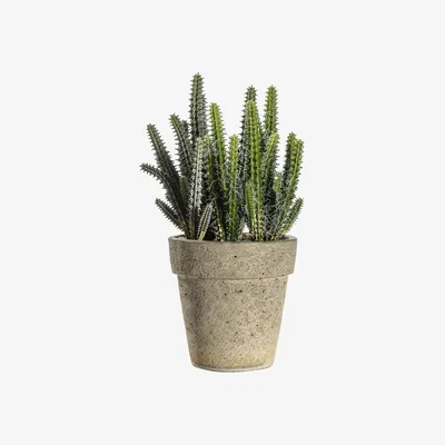 La Redoute 27cm Artificial Cactus Cereus