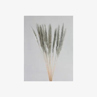 La Redoute 65-70cm Pampas Grass 11pc light Grey
