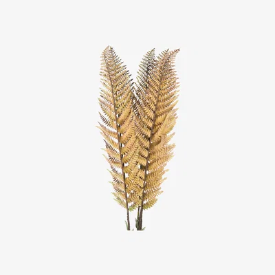 La Redoute Pack of 3 Autumn Fern Stems