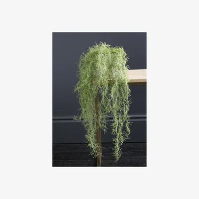 La Redoute 70cm Artificial Trailing Spanish Moss / Tilandsia Plant