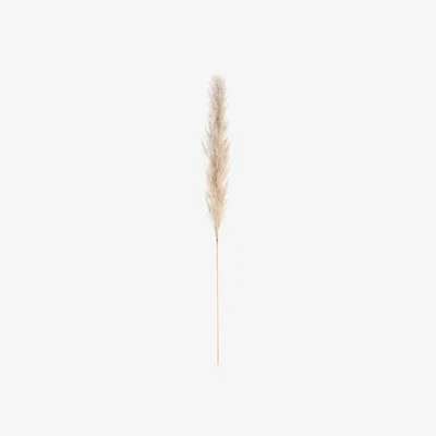 La Redoute Kenia Pampas Grass
