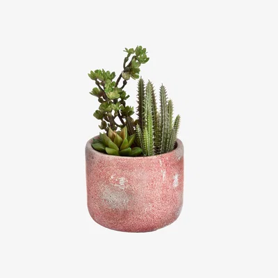 La Redoute 25cm Artificial Potted Cacti and Succulent