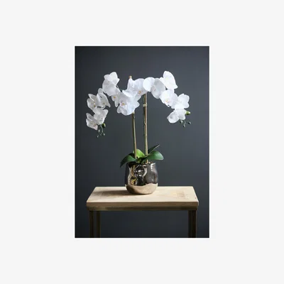 La Redoute 54cm White Double Head Artificial Orchid in Silver Pot