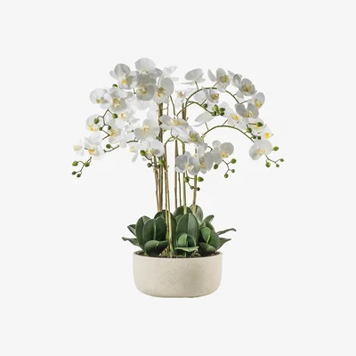 La Redoute 68cm Artificial White Orchid in Bowl