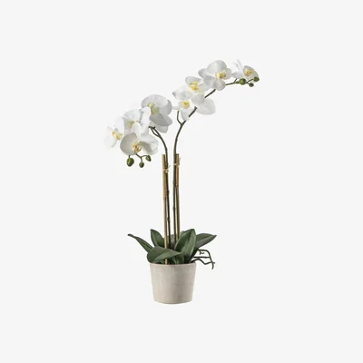 La Redoute 50cm Artificial Orchid With Ceramic Pot